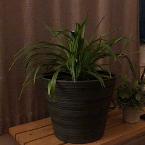 Meet your Posher, Deanna